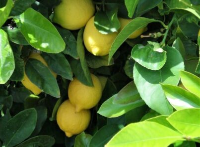 Citrons - Simi Valley