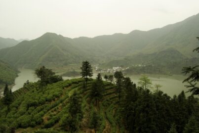 Cultivation du thé