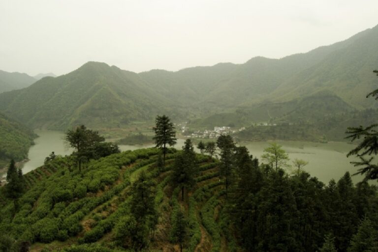 Cultivation du thé