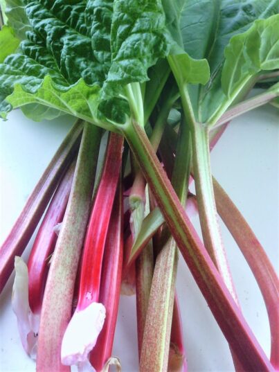 Rhubarbe