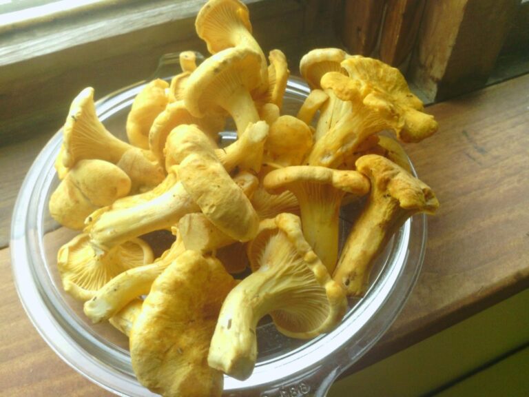 Chanterelles